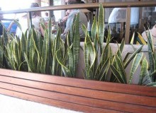 Kwikfynd Plants
ashwell