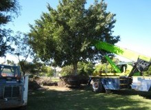 Kwikfynd Tree Management Services
ashwell